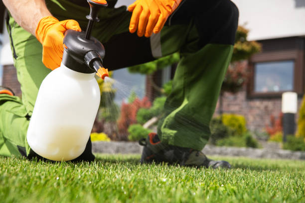 Wasp Removal Services in Puhi, HI