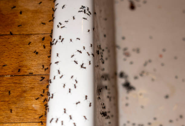 Best Pest Control Near Me in Puhi, HI